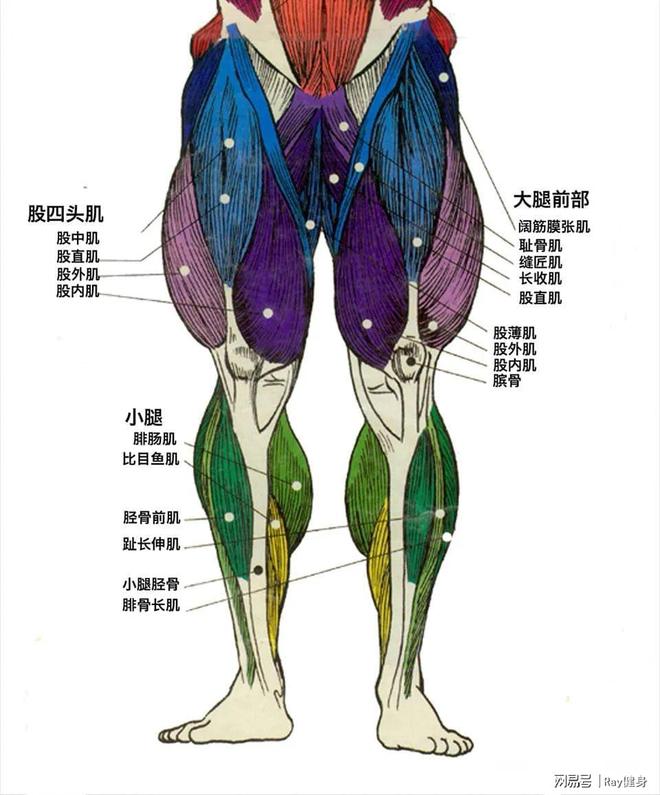 做好这四个哑铃训练动作打造强壮腿部！(图5)