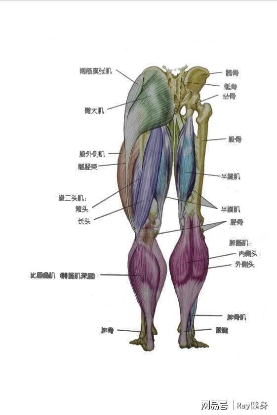 做好这四个哑铃训练动作打造强壮腿部！(图6)